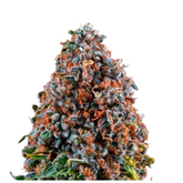 CRITICAL KUSH  - BARNEY'S FARM